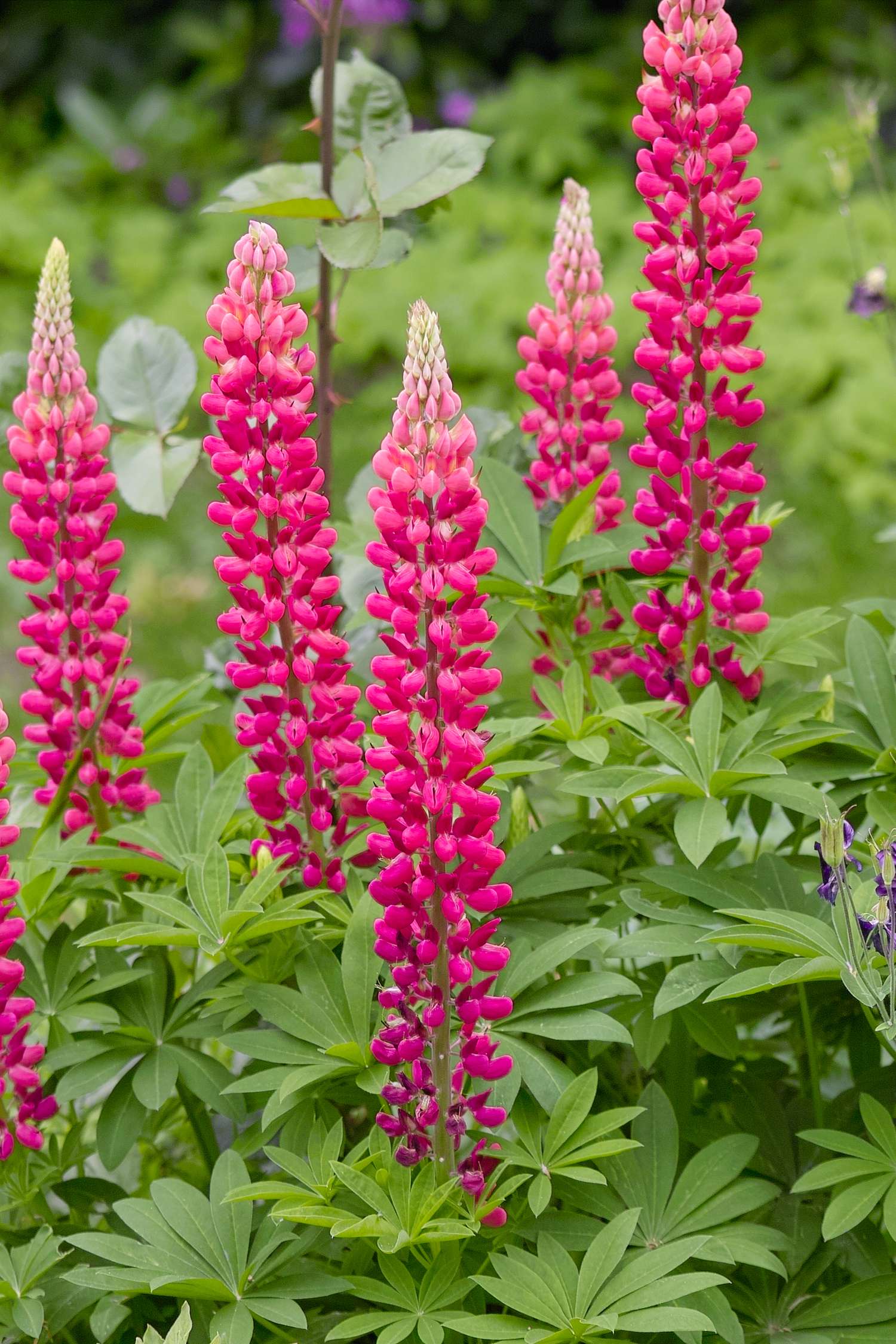 Lupine 'The Pages'